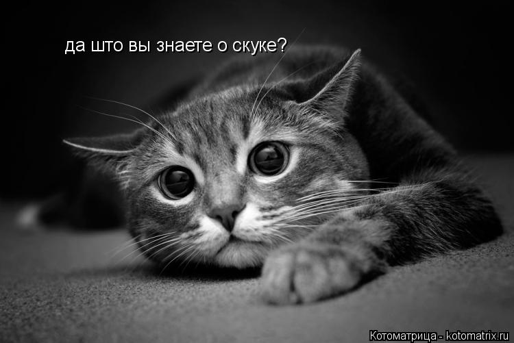 Котоматрица: да што вы знаете о скуке?