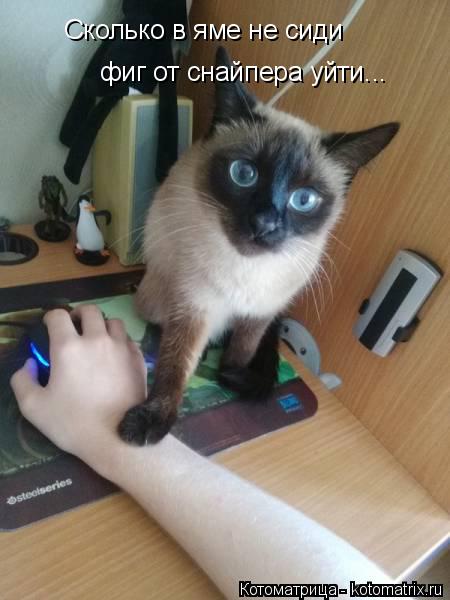 Котоматрица: Сколько в яме не сиди фиг от снайпера уйти...