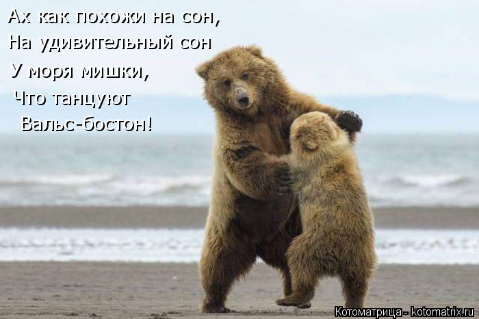 Котоматрица: Ах как похожи на сон, На удивительный сон У моря мишки, Что танцуют  Вальс-бостон!