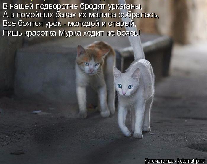 Котоматрица: В нашей подворотне бродят уркаганы, А в помойных баках их малина собралась, Все боятся урок - молодой и старый, Лишь красотка Мурка ходит не 
