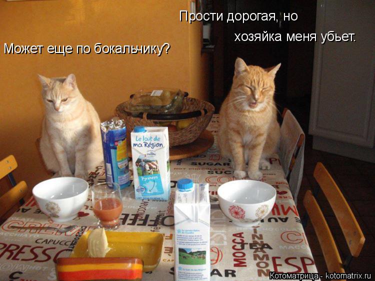 Котоматрица: Может еще по бокальчику? Прости дорогая, но  хозяйка меня убьет.
