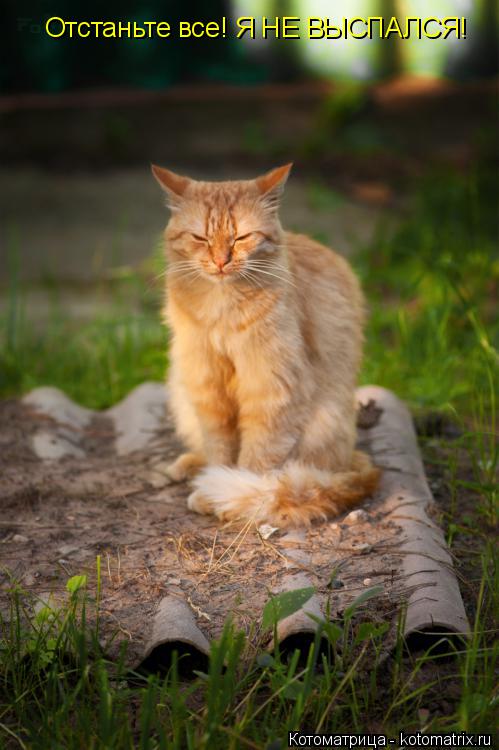 Котоматрица: Отстаньте все! Я НЕ ВЫСПАЛСЯ!