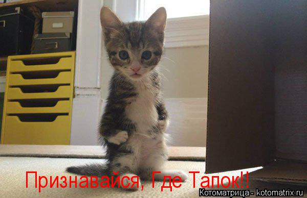 Котоматрица: Признавайся, Где Тапок!!