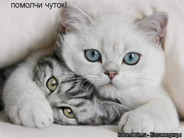 Котоматрица: помолчи чуток!