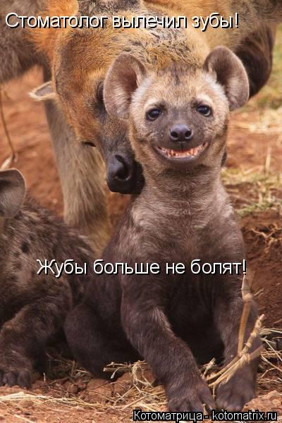 Котоматрица: Стоматолог вылечил зубы!  Жубы больше не болят!