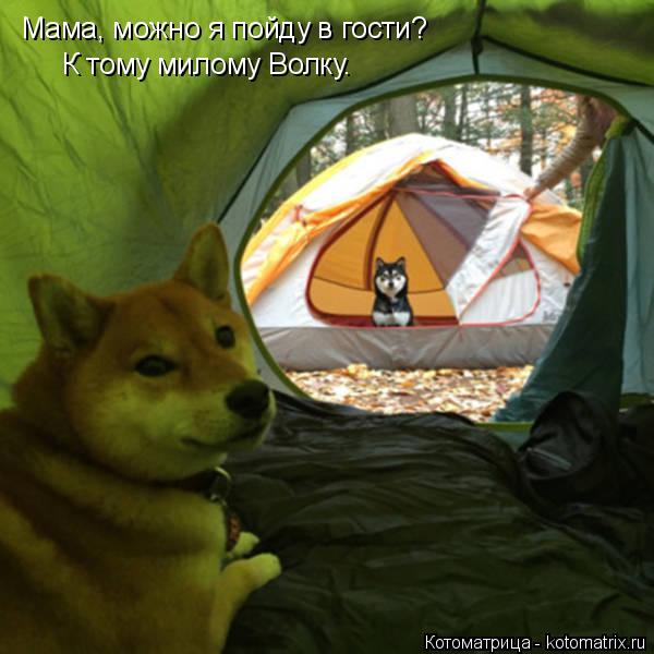 Котоматрица: Мама, можно я пойду в гости? К тому милому Волку.