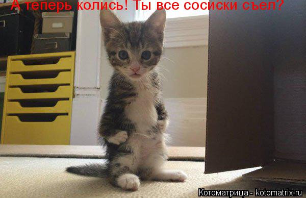 Котоматрица: А теперь колись! Ты все сосиски съел?