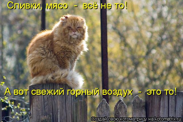 Котоматрица: Сливки, мясо  -  всё не то! А вот свежий горный воздух  -  это то!