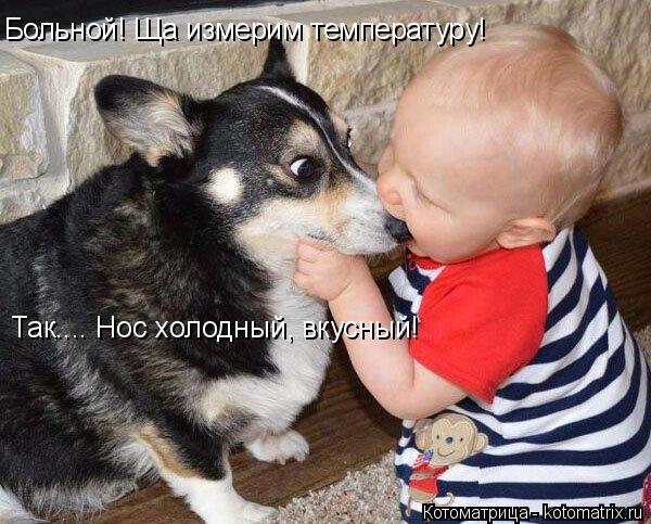 Котоматрица: Больной! Ща измерим температуру! Так.... Нос холодный, вкусный!