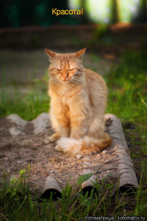 Котоматрица: Красота! Красота!