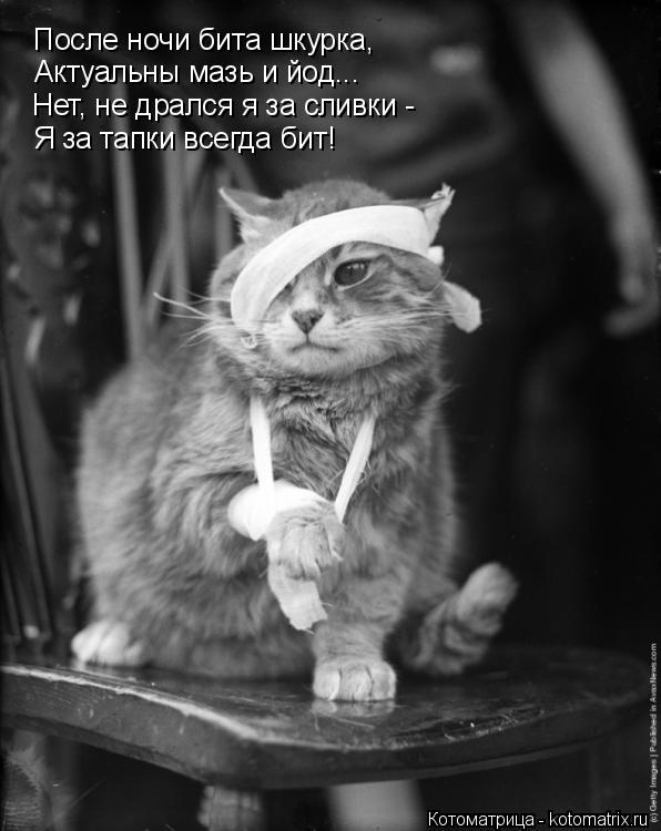 Котоматрица: Актуальны мазь и йод...  Нет, не дрался я за сливки - Я за тапки всегда бит!  После ночи бита шкурка,