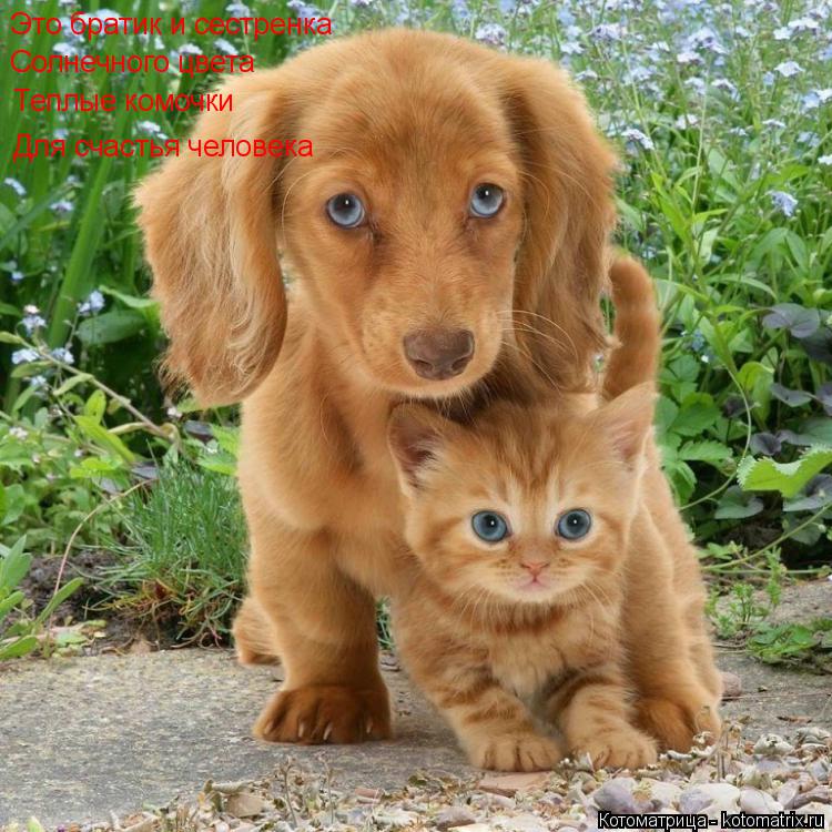 Котоматрица: Это братик и сестренка Солнечного цвета Теплые комочки Для счастья человека