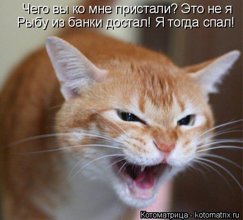 Котоматрица: Чего вы ко мне пристали? Это не я  Рыбу из банки достал! Я тогда спал!