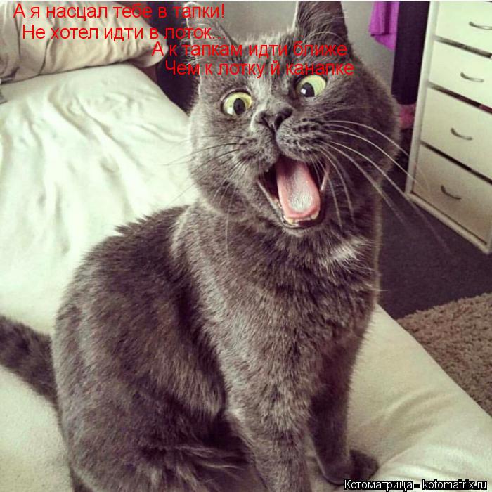 Котоматрица: А я насцал тебе в тапки! Не хотел идти в лоток... А к тапкам идти ближе Чем к лотку й канапке