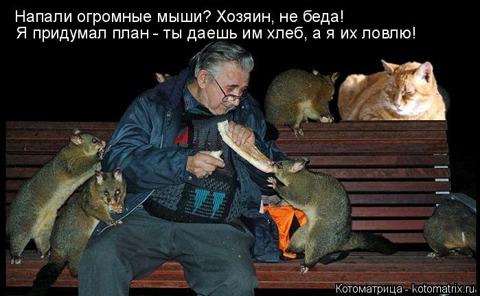 Котоматрица: Я придумал план - ты даешь им хлеб, а я их ловлю! Напали огромные мыши? Хозяин, не беда!
