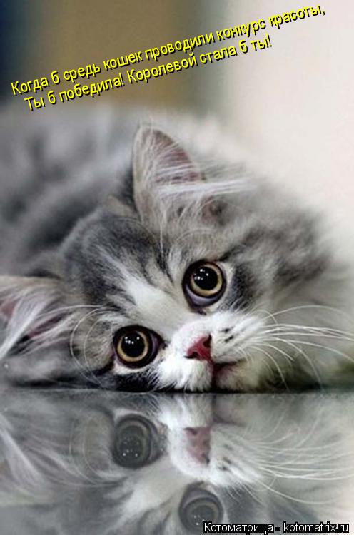 Котоматрица: Когда б средь кошек проводили конкурс красоты, Ты б победила! Королевой стала б ты!
