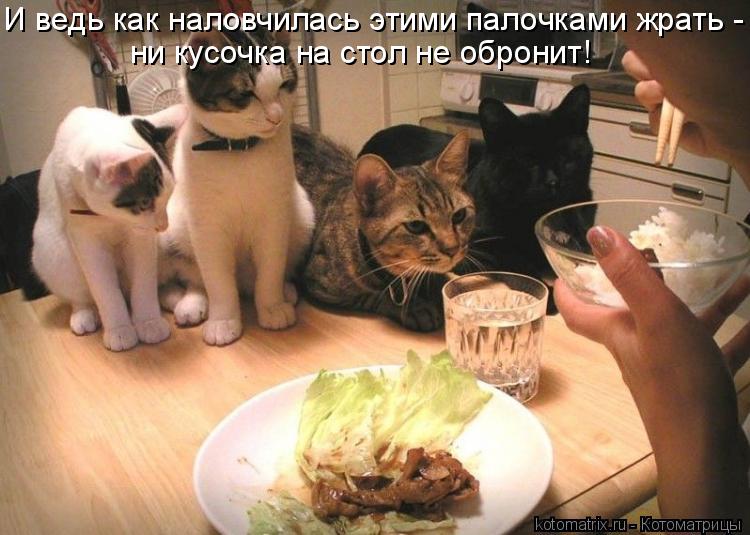 Котоматрица: И ведь как наловчилась этими палочками жрать - ни кусочка на стол не обронит!