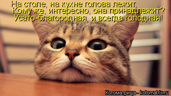 Котоматрица: На столе, на кухне голова лежит, Кому же, интересно, она принадлежит? Усато-благородная, и всегда голодная!