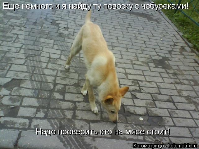 Котоматрица: Еще немного и я найду ту повозку с чебуреками! Надо проверить кто на мясе стоит!