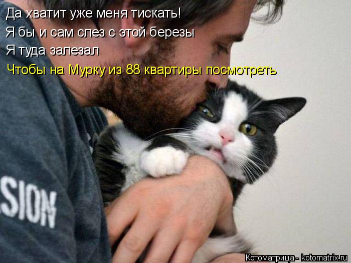 Котоматрица: Да хватит уже меня тискать! Я бы и сам слез с этой березы Я туда залезал  Чтобы на Мурку из 88 квартиры посмотреть