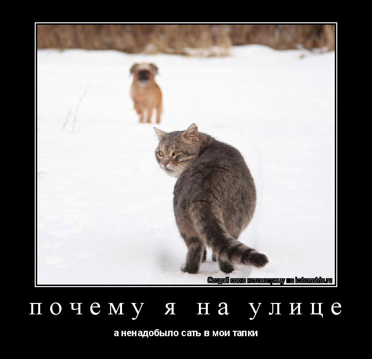 почему я на улице а ненадобыло сать в мои тапки... Котоматрица: почему я на улице а ненадобыло сать в мои тапки