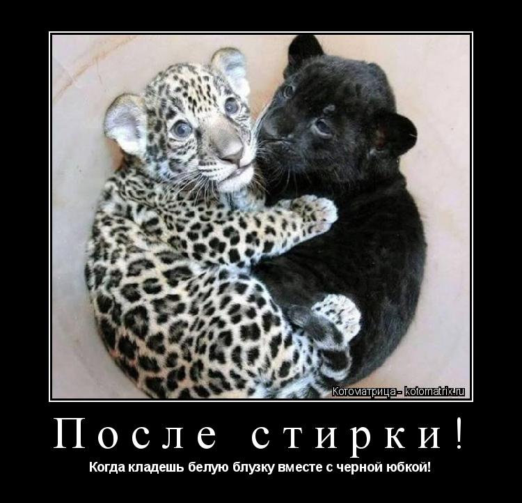 Котоматрица: После стирки! Когда кладешь белую блузку вместе с черной юбкой!