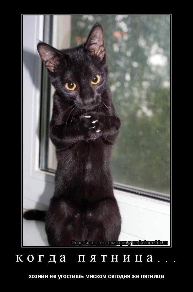 Котоматрица: когда пятница... хозяин не угостишь мяском сегодня же пятница