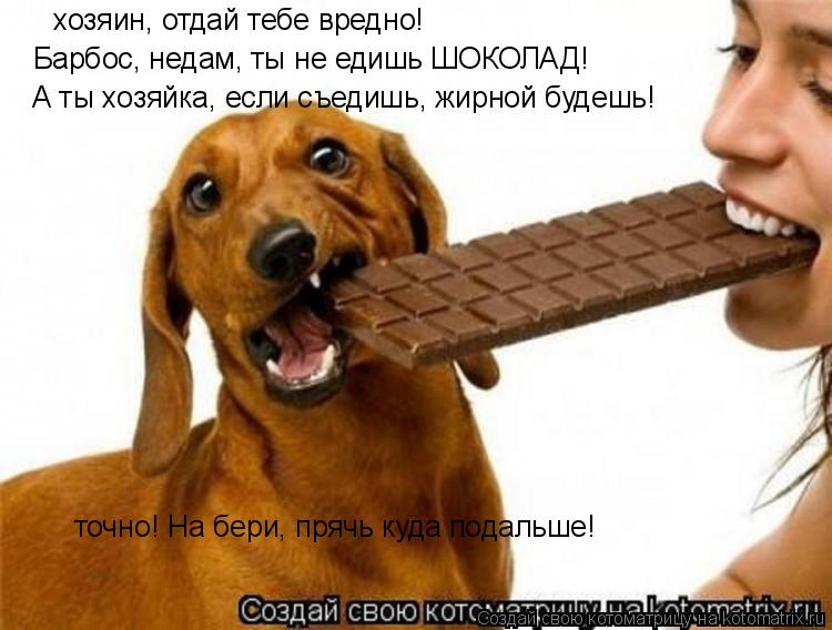 Котоматрица: хозяин, отдай тебе вредно! Барбос, недам, ты не едишь ШОКОЛАД!  А ты хозяйка, если съедишь, жирной будешь! точно! На бери, прячь куда подальше!
