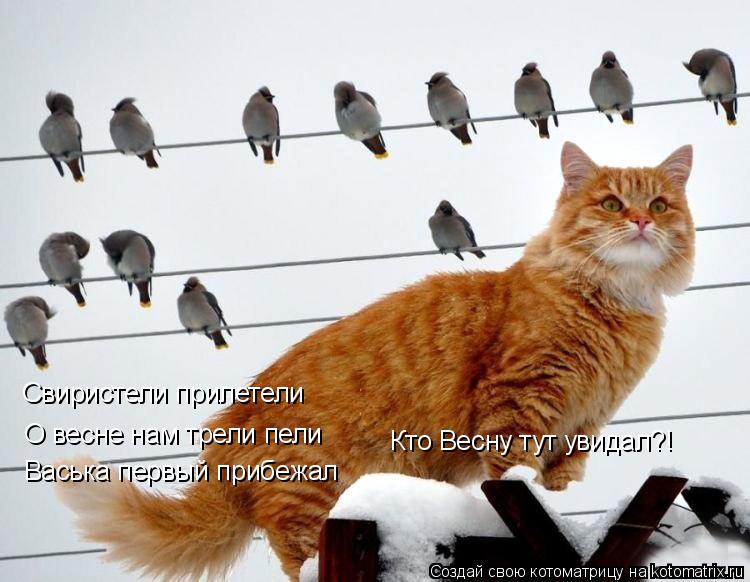 Котоматрица: Свиристели прилетели О весне нам трели пели Васька первый прибежал Кто Весну тут увидал?!