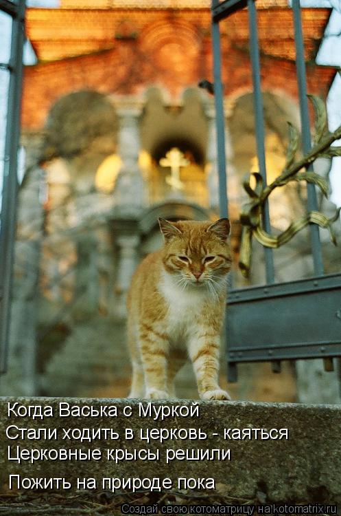 Котоматрица: Когда Васька с Муркой  Стали ходить в церковь - каяться Церковные крысы решили  Пожить на природе пока