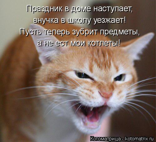 Котоматрица: Праздник в доме наступает, внучка в школу уезжает! а не ест мои котлеты! Пусть теперь зубрит предметы,