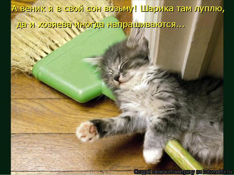 Котоматрица: А веник я в свой сон возьму! Шарика там луплю,  да и хозяева иногда напрашиваются...