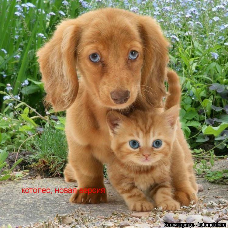 Котоматрица: котопес, новая версия
