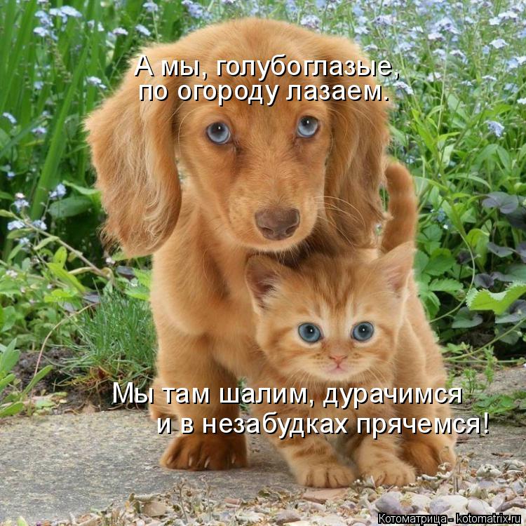 Котоматрица: А мы, голубоглазые,  по огороду лазаем. Мы там шалим, дурачимся и в незабудках прячемся!