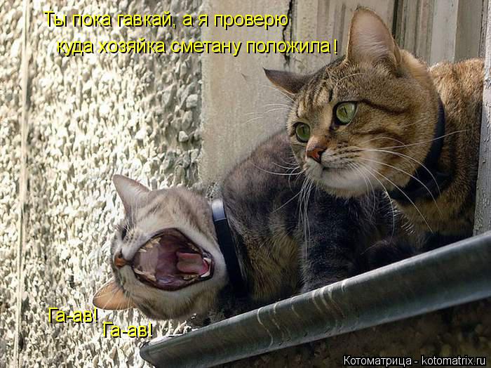 Котоматрица: куда хозяйка сметану положила Ты пока гавкай, а я проверю ! Га-ав! Га-ав!