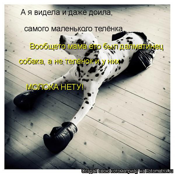 Котоматрица: А я видела и даже доила,  самого маленького телёнка Вообщето мама ето был далматинец собака, а не телёнок и у них МОЛОКА НЕТУ!