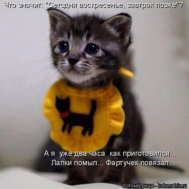 Котоматрица: Что значит: "Сегодня воскресенье, завтрак позже"? А я  уже два часа  как приготовился... Лапки помыл... Фартучек повязал...