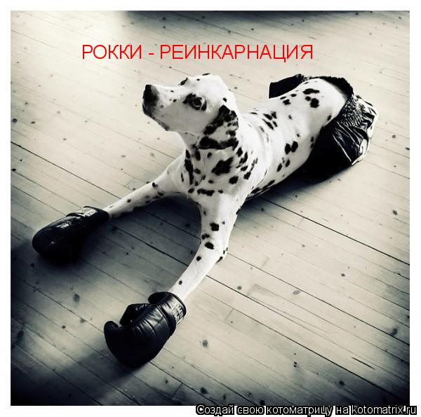 Котоматрица: РОККИ - РЕИНКАРНАЦИЯ