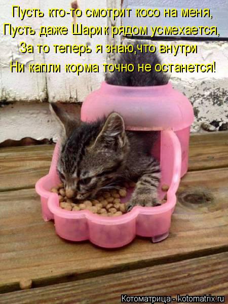 Котоматрица: Пусть кто-то смотрит косо на меня, Пусть даже Шарик рядом усмехается, За то теперь я знаю,что внутри Ни капли корма точно не останется!