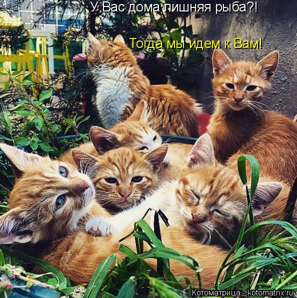 Котоматрица: У Вас дома лишняя рыба?! Тогда мы идем к Вам!