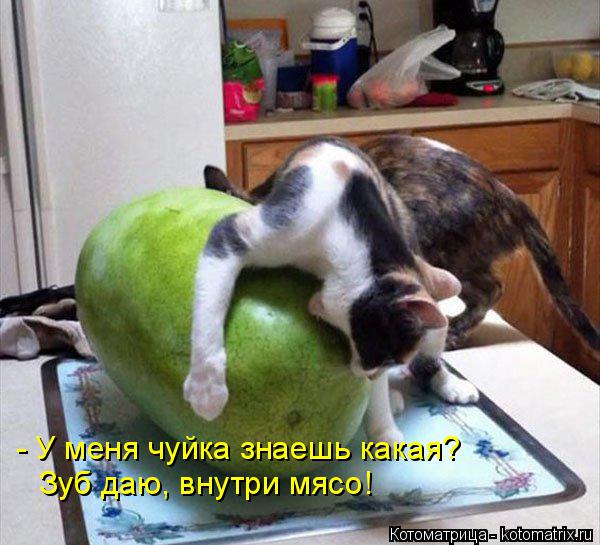 Котоматрица: - У меня чуйка знаешь какая? Зуб даю, внутри мясо!