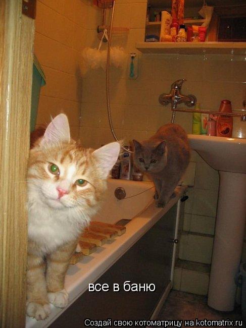 Котоматрица: все в баню