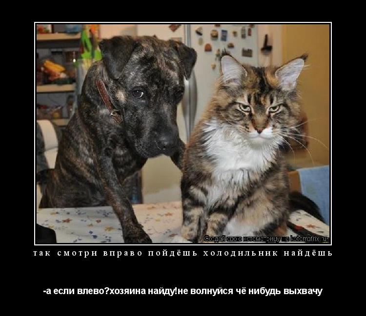 Котоматрица: так смотри вправо пойдёшь холодильник найдёшь -а если влево?хозяина найду!не волнуйся чё нибудь выхвачу