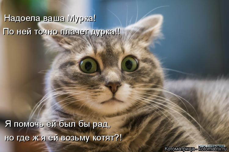 Надоела ваша Мурка! По ней точно плачет дурка!! Я помочь ей был бы рад, но где ж я ей возьму котят?!... Котоматрица: Надоела ваша Мурка! По ней точно плачет дурка!! Я помочь ей был бы рад, но где ж я ей возьму котят?!