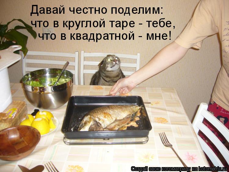 Котоматрица: Давай честно поделим: что в круглой таре - тебе, что в квадратной - мне!