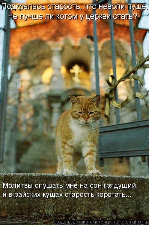 Котоматрица: Подкралась старость, что неволи пуще. Не лучше ли котом у церкви стать? Молитвы слушать мне на сон грядущий и в райских кущах старость корот