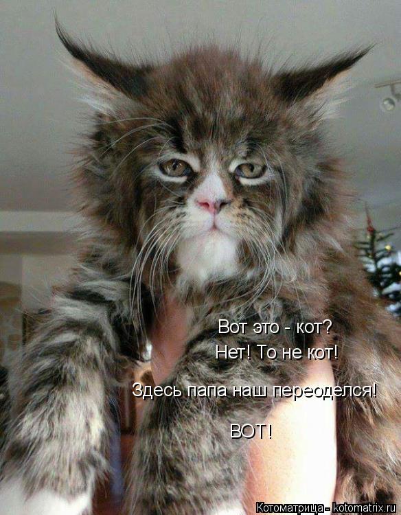 Котоматрица: Вот это - кот? Нет! То не кот! Здесь папа наш переоделся! ВОТ!