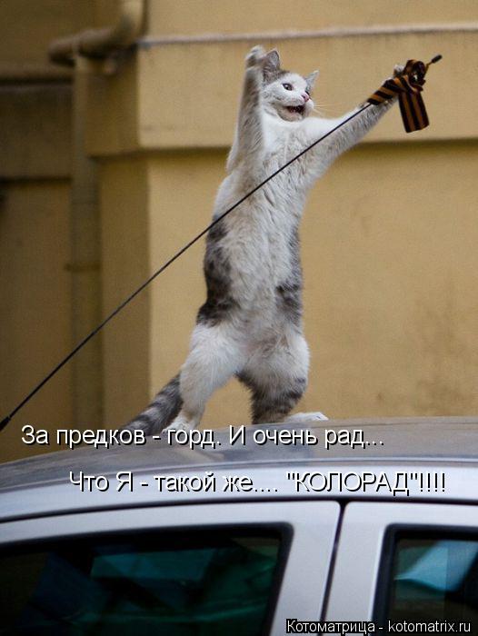 Котоматрица: За предков - горд. И очень рад... Что Я - такой же.... "КОЛОРАД"!!!!