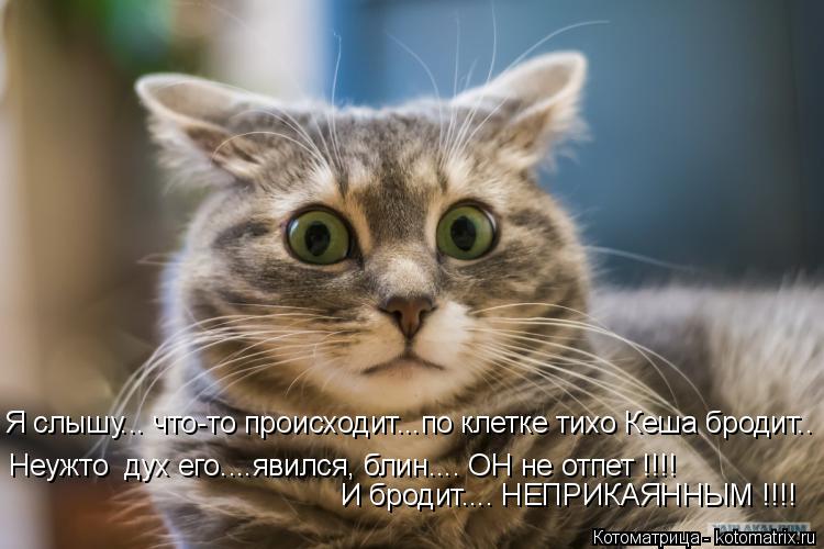 Котоматрица: И бродит.... НЕПРИКАЯННЫМ !!!! Я слышу... что-то происходит...по клетке тихо Кеша бродит.. Неужто  дух его....явился, блин.... ОН не отпет !!!!