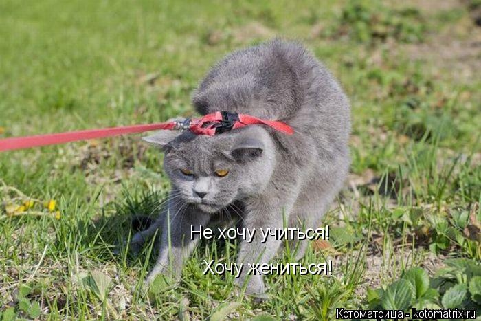 Котоматрица: Не хочу учиться! Хочу жениться!